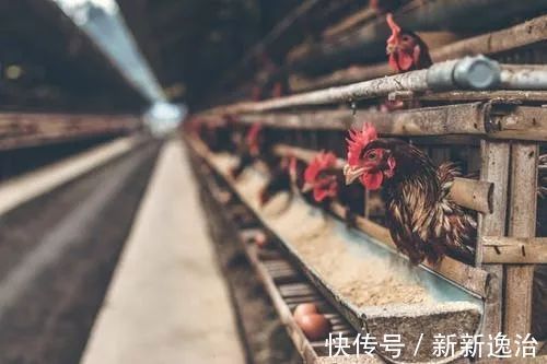 鸡蛋加锌硒宝片(锌硒宝和蛋白锌硒哪个好)-硒宝网