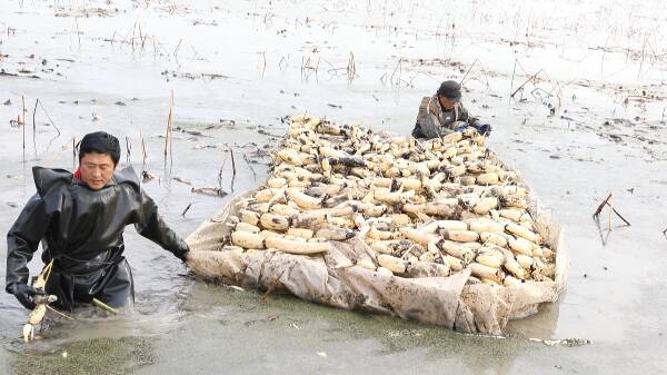 济南产的锌硒宝(济南高新区锌硒宝的价格)-硒宝网