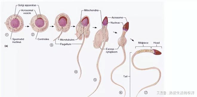 男生备孕锌硒宝（男士备孕锌硒宝）-硒宝网