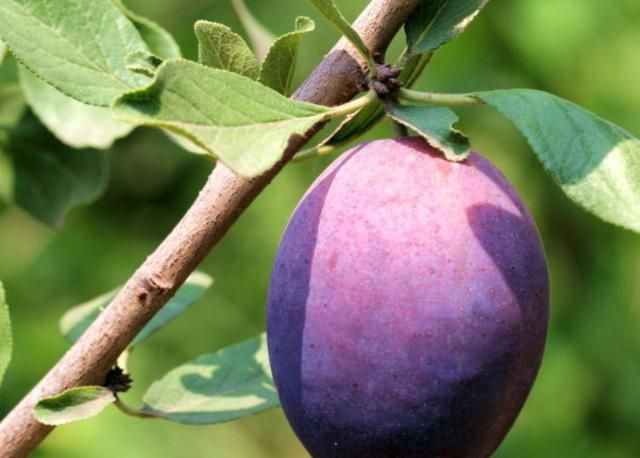 西红素加锌硒宝（锌以锌硒宝）-硒宝网