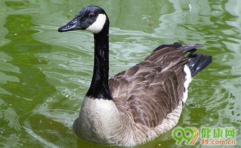 锌硒宝千金颗粒（锌千金颗粒宝硒含量多少）-硒宝网