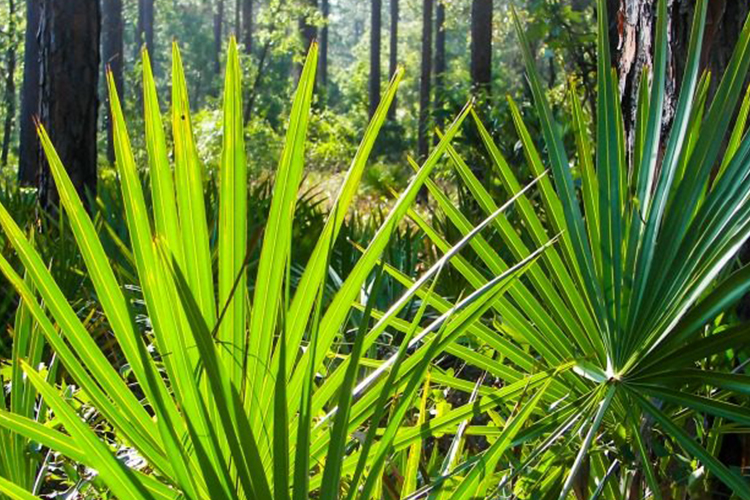 锌硒宝与前列腺(前列腺锌硒)-硒宝网