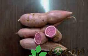 富硒地瓜营养价值(营养地瓜价值富硒含量)-硒宝网