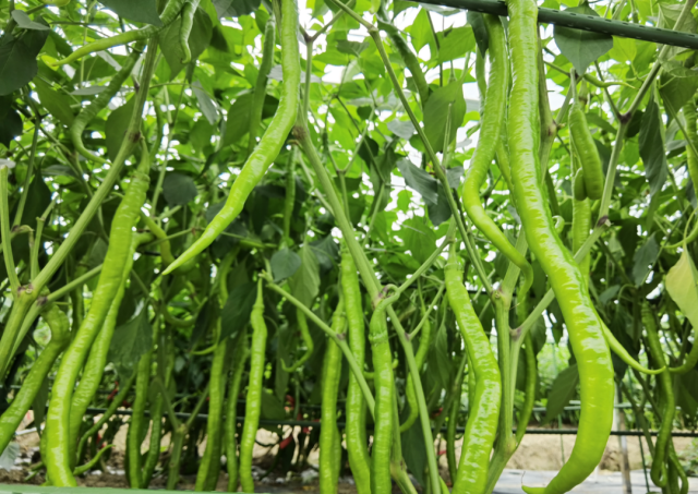 富硒蔬菜种植技术（富硒蔬菜的种植方法）-硒宝网