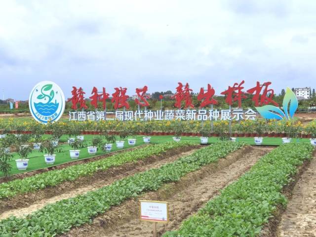 富硒蔬菜种植技术（富硒蔬菜的种植方法）-硒宝网