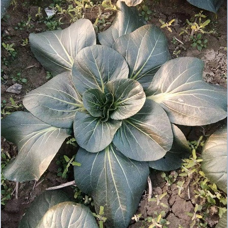 江苏如皋富硒大米(江苏如皋富硒大米价格)-硒宝网