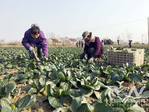 江苏如皋富硒大米(江苏如皋富硒大米价格)-硒宝网