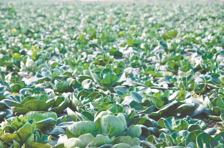 江苏如皋富硒大米(江苏如皋富硒大米价格)-硒宝网