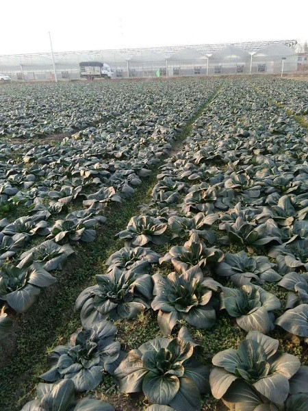 江苏如皋富硒大米(江苏如皋富硒大米价格)-硒宝网