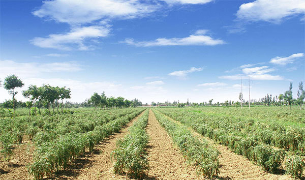 富硒农产品有哪些（富硒农产品对人体的好处）-硒宝网