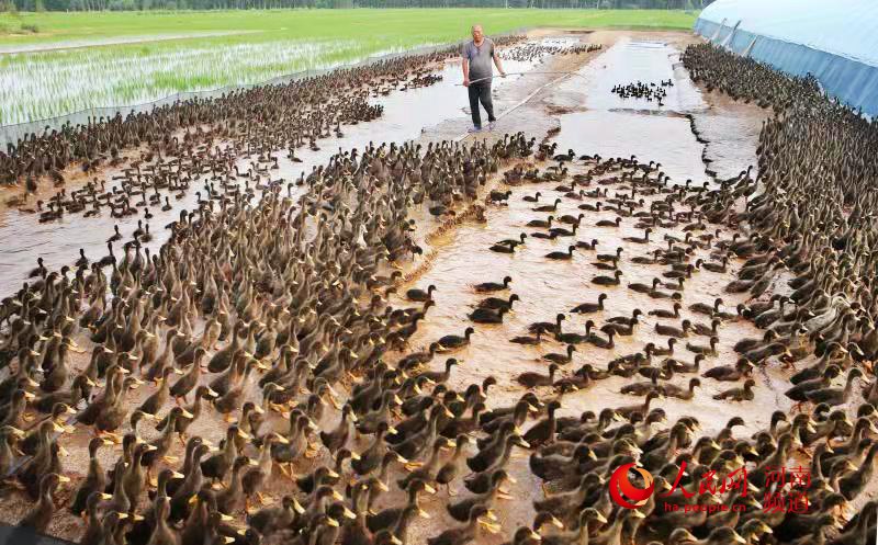 富硒大米哪里有卖(富硒的大米)-硒宝网