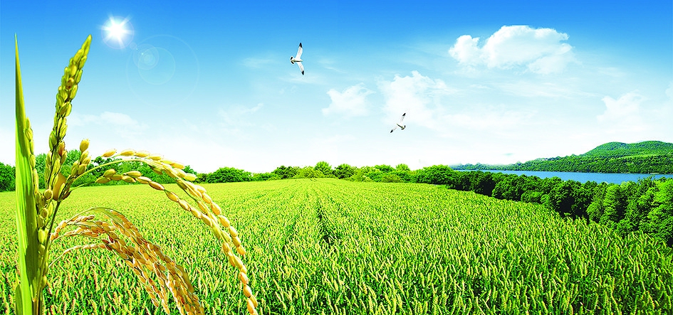 富硒大米哪里有卖（富硒大米好在哪）-硒宝网