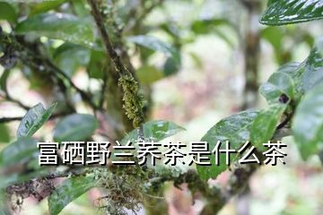 富硒苦荞茶的功效（富硒苦荞茶的副作用）-硒宝网