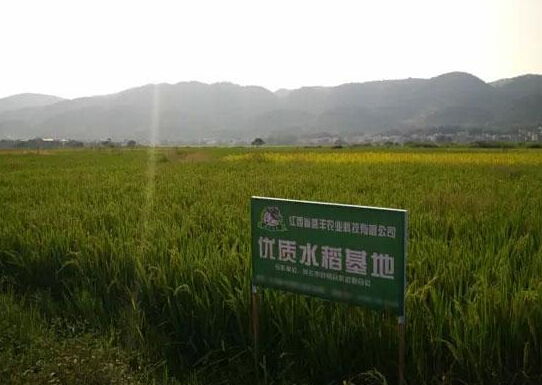 江西富硒大米公司（富硒大米厂家）-硒宝网