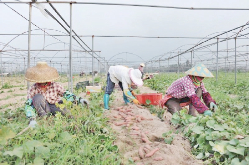 富硒地瓜哪里有卖（富硒地瓜的骗局）-硒宝网