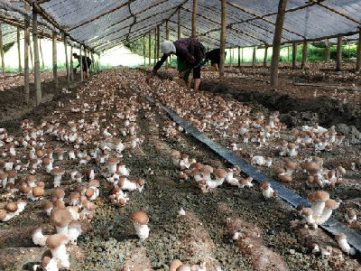 富硒地瓜哪里有卖（地瓜卖富硒有什么好处）-硒宝网