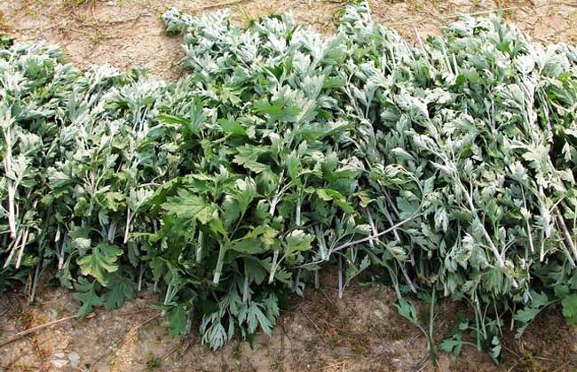 孕妇补硒吃什么药(怀孕吃硒片)-硒宝网