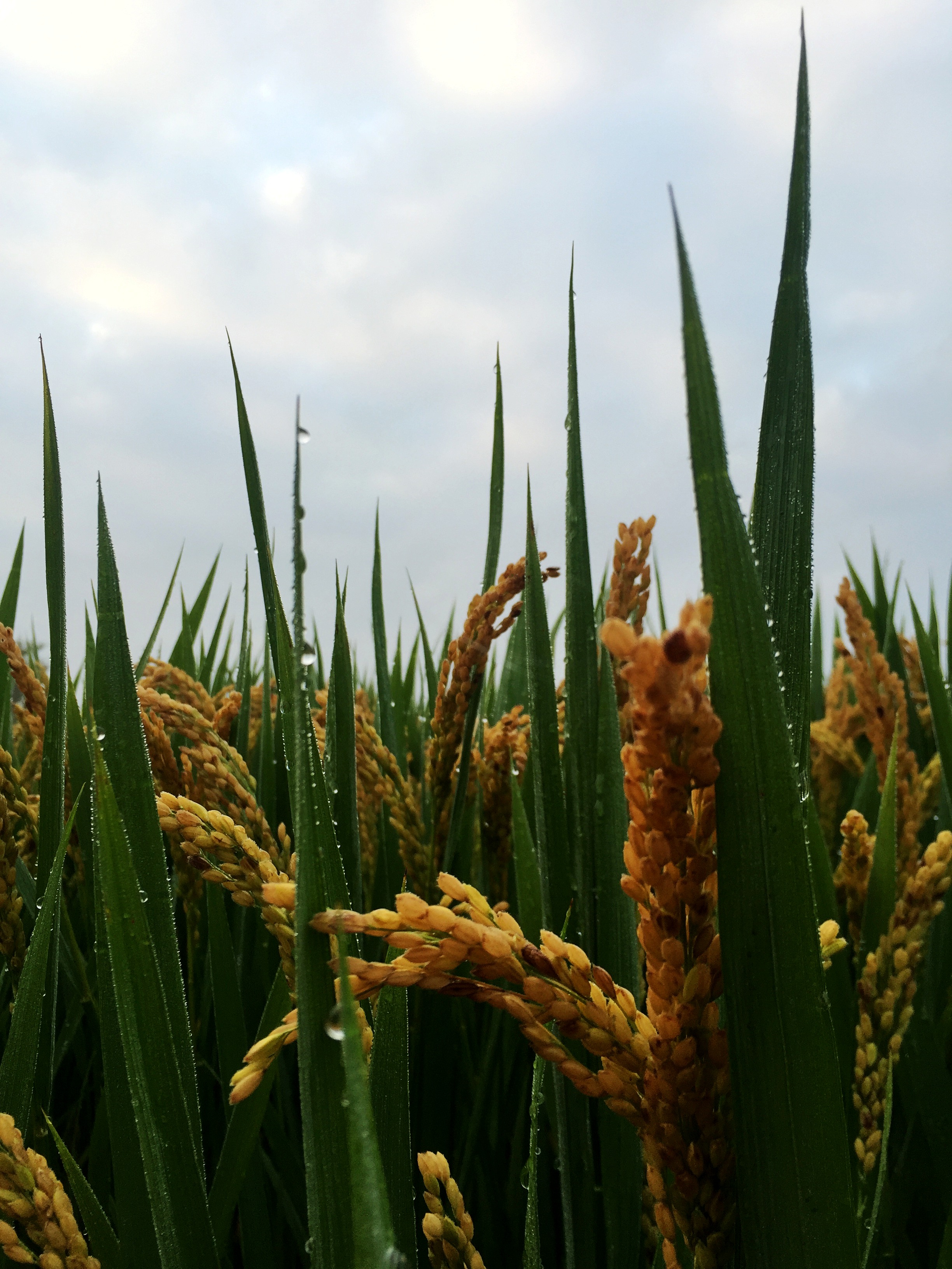 苏.长寿富硒大米(富硒大米可以长期吃吗)-硒宝网