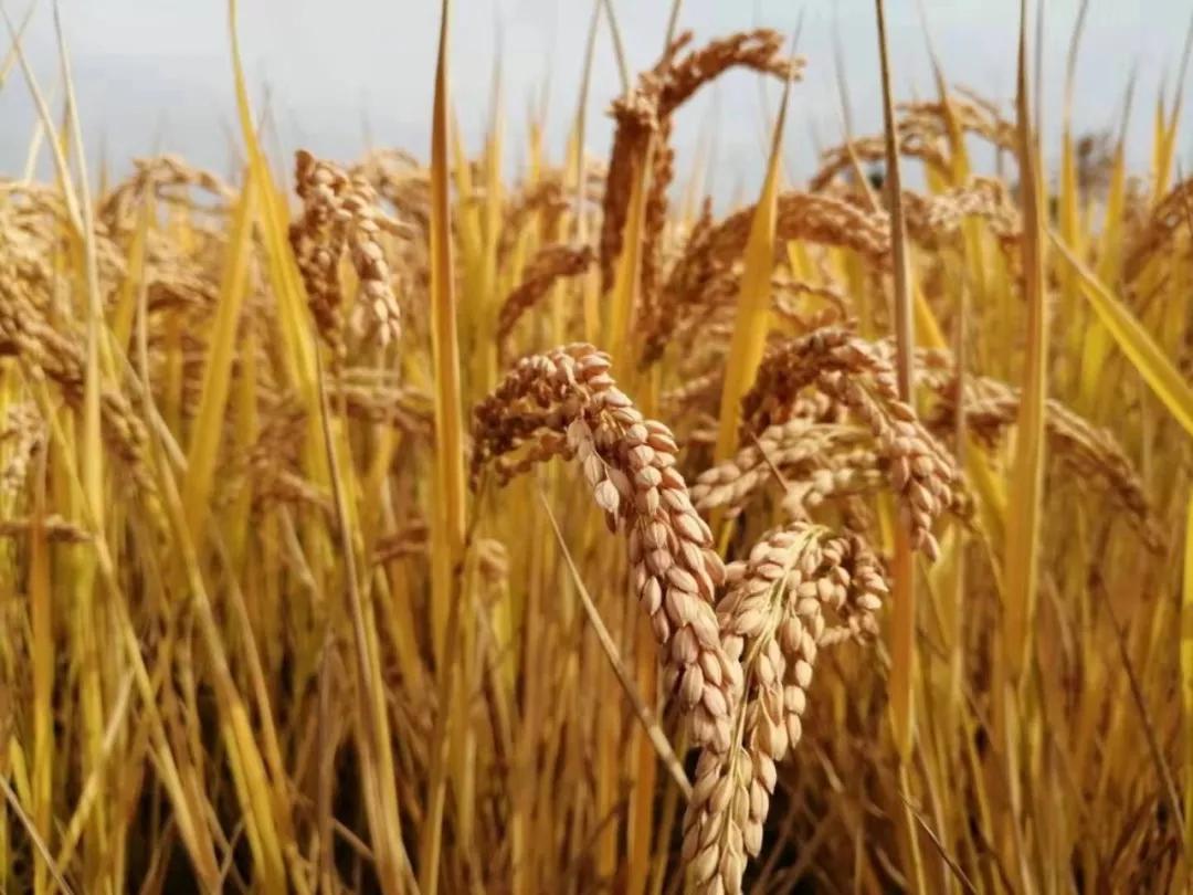 苏.长寿富硒大米(富硒大米可以长期吃吗)-硒宝网