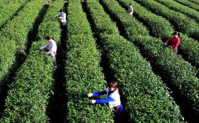 紫阳富硒茶观光园（紫阳富硒茶厂）-硒宝网