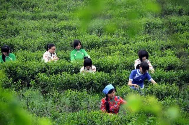 紫阳富硒茶观光园（紫阳富硒茶厂）-硒宝网