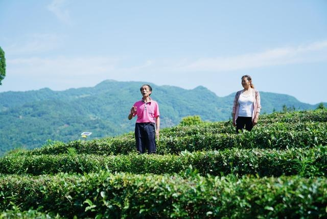 紫阳富硒茶观光园（紫阳富硒茶园怎么走）-硒宝网