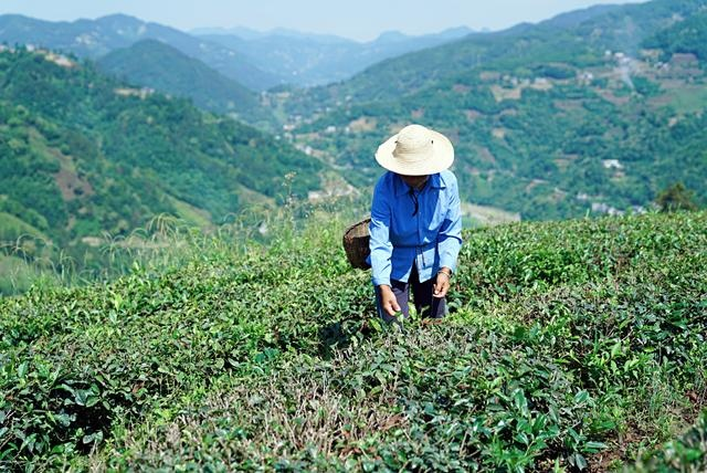 紫阳富硒茶观光园（紫阳富硒茶园怎么走）-硒宝网