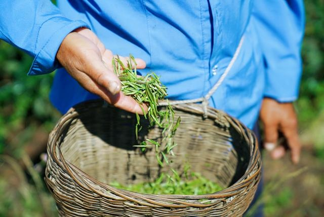 紫阳富硒茶观光园（紫阳富硒茶园怎么走）-硒宝网