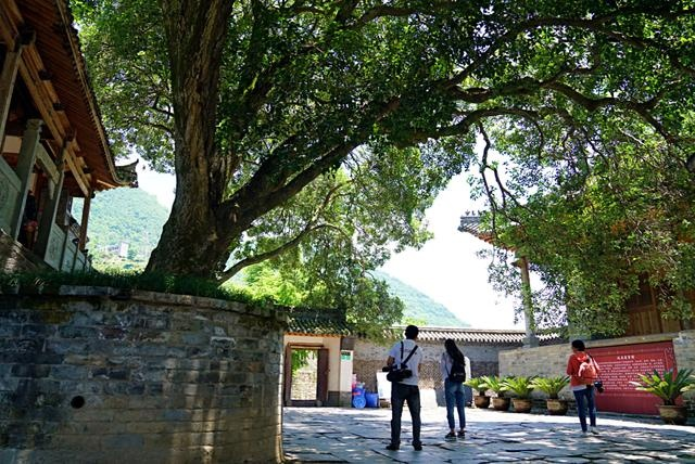 紫阳富硒茶观光园（紫阳富硒茶园怎么走）-硒宝网