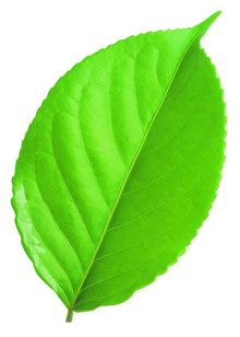 富硒桑叶茶的作用(查一下桑叶茶的功效)-硒宝网