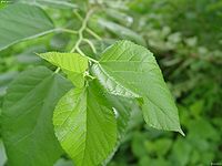 富硒桑叶茶的作用(查一下桑叶茶的功效)-硒宝网