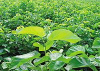 富硒桑叶茶的作用(查一下桑叶茶的功效)-硒宝网