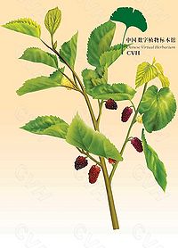 富硒桑叶茶的作用(查一下桑叶茶的功效)-硒宝网