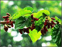 富硒桑叶茶的作用(查一下桑叶茶的功效)-硒宝网