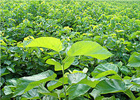 富硒桑叶茶的作用(查一下桑叶茶的功效)-硒宝网