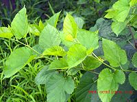 富硒桑叶茶的作用(查一下桑叶茶的功效)-硒宝网