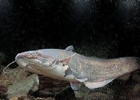 南贡河开阳富硒茶（南贡河开阳富硒茶价格）-硒宝网