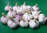 南贡河开阳富硒茶（南贡河开阳富硒茶价格）-硒宝网