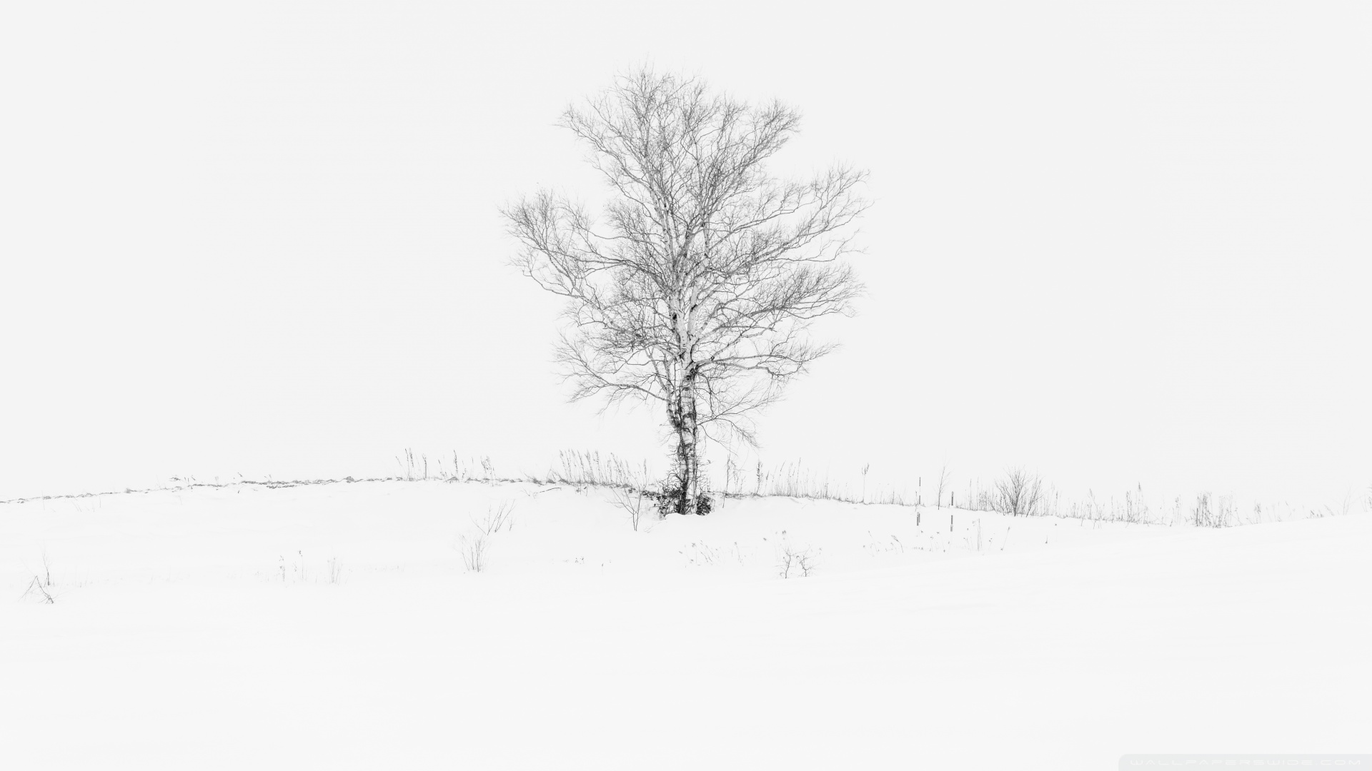 肾病补硒哪种好点(硒补肾吗)-硒宝网