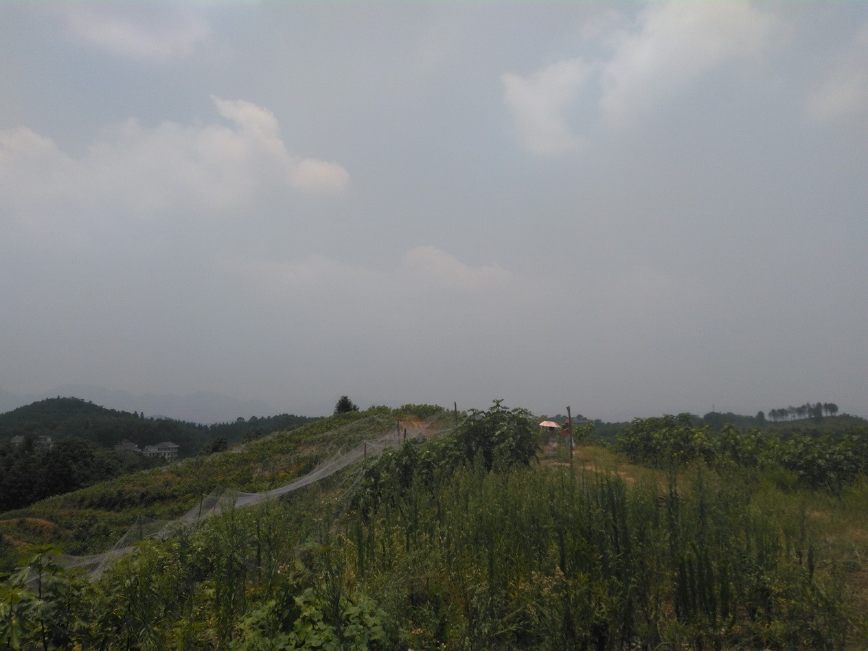 无花果怎么补硒的（无花果的硒含量是多少）-硒宝网