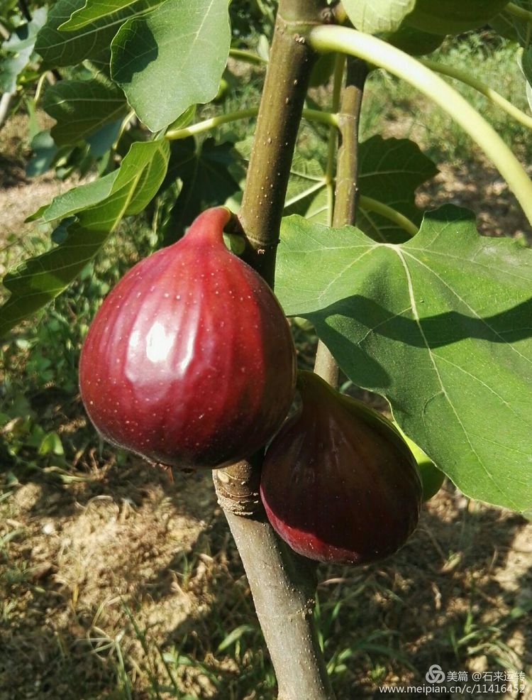 无花果怎么补硒的（无花果的硒含量是多少）-硒宝网