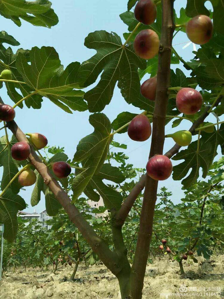 无花果怎么补硒的（无花果的硒含量是多少）-硒宝网