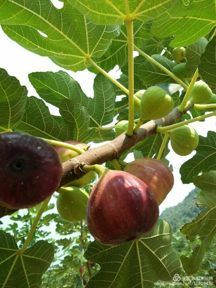 无花果怎么补硒的（无花果的硒含量是多少）-硒宝网