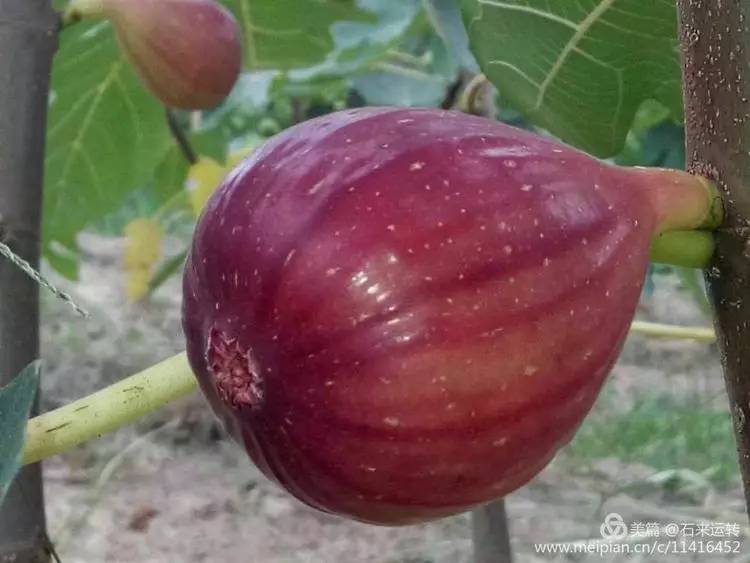 无花果怎么补硒的（无花果的硒含量是多少）-硒宝网