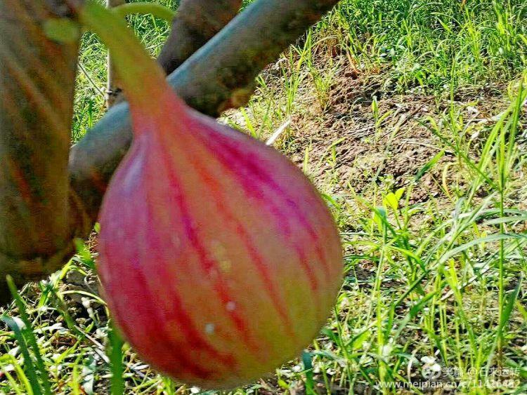 无花果怎么补硒的（无花果的硒含量是多少）-硒宝网