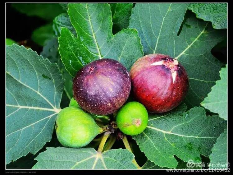 无花果怎么补硒的（无花果的硒含量是多少）-硒宝网