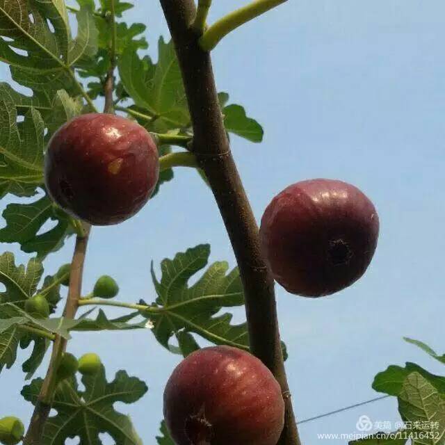 无花果怎么补硒的（无花果的硒含量是多少）-硒宝网