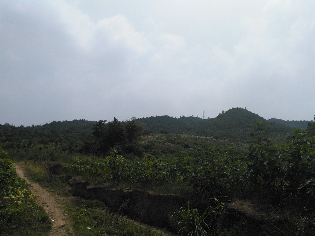 无花果怎么补硒的（无花果的硒含量是多少）-硒宝网