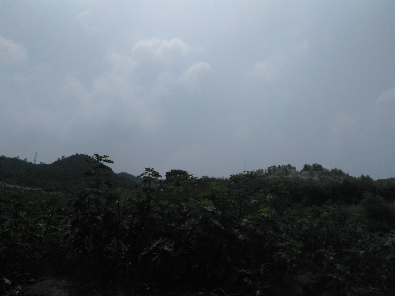 无花果怎么补硒的（无花果的硒含量是多少）-硒宝网