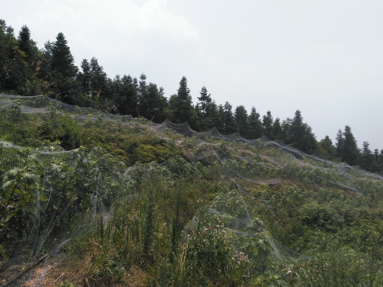 无花果怎么补硒的（无花果的硒含量是多少）-硒宝网